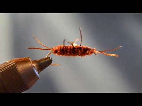 download lagu mp3 mp4 Turd Fly, download lagu Turd Fly gratis, unduh video klip Turd Fly