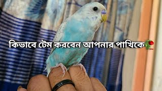 Download lagu যেকোনো পাখিকে সহজে টেম করার নিয়মগুলো জেনে নিন | বাজরিগার পাখি টেম করার  উপায় | পাখি পোষ মানানোর উপায় mp3