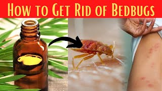 How to get rid of bed bugs in one day