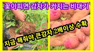 지금 해줘야 큰감자 2배이상 수확~감자 웃거름,추비,꽃이피면 비대기 홍감자,홍심이,카스테라감자,빨간감자 역병…