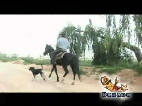 VAVI ZACLI - Chililin