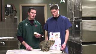How to Help a Cat Gain Weight