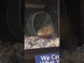 The things one stumble can cause?#shorts ?: hamstergnaw