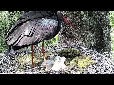 Must-toonekurg 2~Dad is feeding his storklets! #6 is in front of table~10:53 AM 2022/05/28