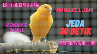 Download lagu masteran kenari paud cengkok mewah jeda || masteran kenari juara #masteranburung mp3