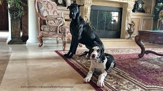 Beautiful Black Great Dane & 14 Week Old Harlequin Puppy Mikey Picture Perfect Poses