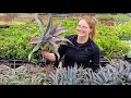 What S MANGAVE And How To Grow It MCG In The Greenhouse