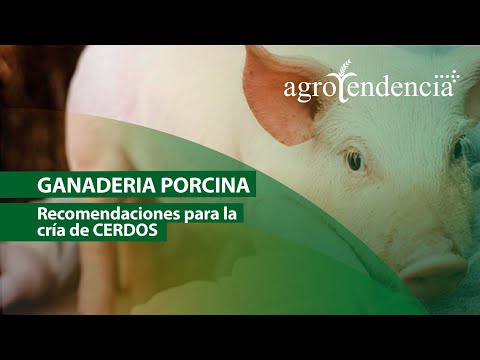 , title : 'Características del CERDO | TODO PARA SU CRÍA Y PRODUCCIÓN'