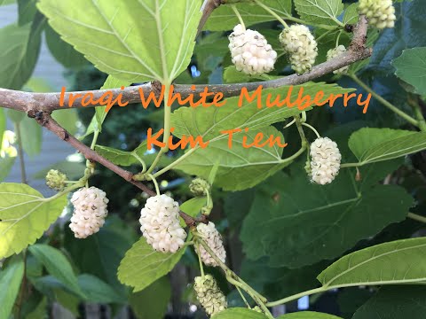 Iraqi White Mulberry 2021