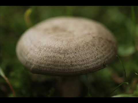 Lactarius circellatus