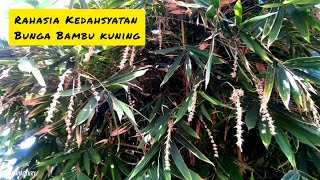 Download lagu Manfaat & Fungsi Mistis Bunga Bambu Kuning mp3