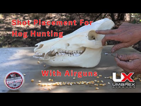 Shot Placement on Hogs for Quick Ethical Airgun Shots #umarexairguns