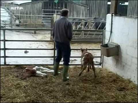 Unser täglich Fleisch - Teil 3