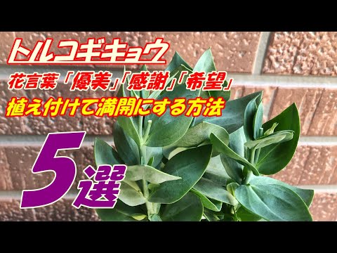 園芸 トルコギキョウ、大輪トルコギキョウ、ラッセルトルコギキョウ、プレーリーリンドウ