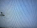 White Screen Of Death And Moaning Sound On My Heathcliff The Cat And The Pauper 1987 Vhs
