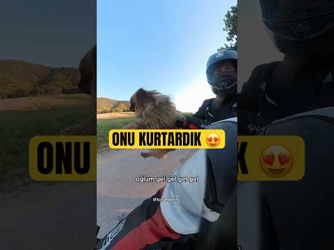 Yoldaki köpeği kurtardık 😍 #animals #keşfet #köpek