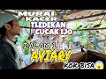 VIRAL BETERNAK BURUNG CUCAK IJO KACER MURAI BATU TLEDEKAN DALAM 1 AVIARY