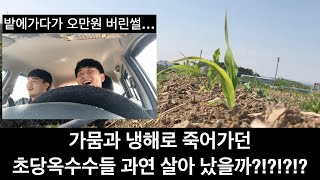 [청년농부] 가뭄과 냉해로 죽어가던 초당옥수수 과연 살아났을까??!?!?/여러분 안전운전하세요