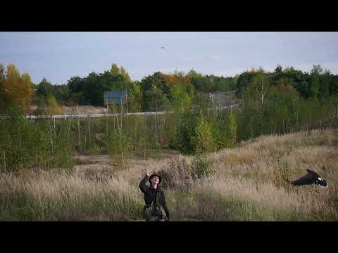 Harris Hawk greift "Beute"