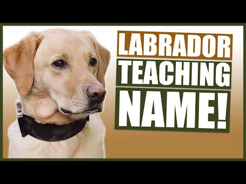 PUPPY TRAINING! Teaching Your LABRADOR Puppy Their Name