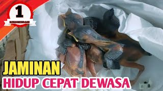 Download lagu How to care for baby sparrows so they grow up quickly mp3