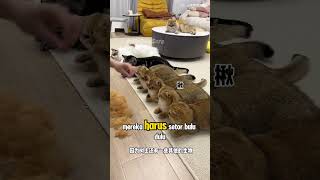 Download lagu Rumah Baru Buat Para Anabul #shorts #kucing mp3