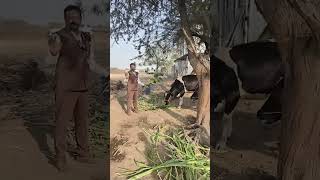 Silk Milk & Meat Concept by Dr. Mahendra Dhawale