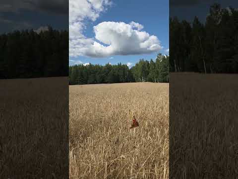 Agnieszka Zdrzalik-33
