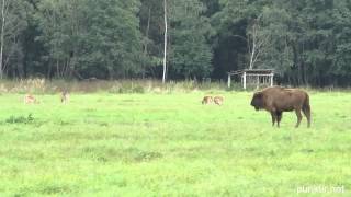 Узкоколейка Могилёвского зоосада