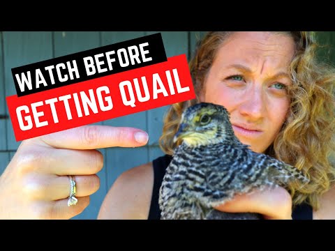 , title : 'Reasons to NOT Add Quail to Your Backyard Homestead - Cons of Raising Quail'