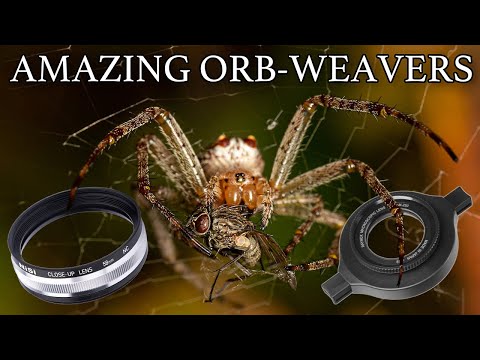 Raynox DCR-250 & NiSi 58mm Educational Macro: Orb-weaver Spiders