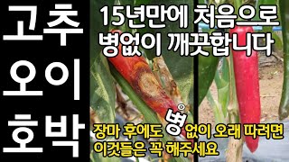 고추 오이 호박 장마 후에도 병없이 오래 따려면 이건 꼭 해주세요. 15년만에 처음으로 병없이 깨끗합니다