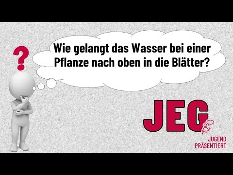 Wassertransport in Pflanzen