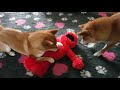 Shiba Inu Tickle Me Elmo