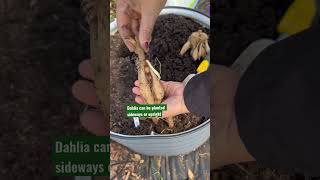 Download lagu Planting Dahlia tubers mp3 Download lagu Planting Dahlia tubers mp3