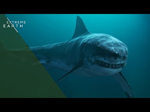 Shark Attack Crisis in Western Australia (4K Documentary)