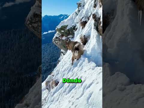 EL TRISTE DESTINO DE LAS CABRAS EN N LA NATURALEZA!! 😢