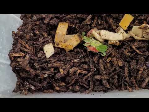 Time for the Big Move Baby Worms 🪱