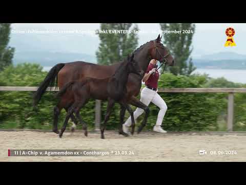 Lot 11 v. Agamemdon xx / Conthargos