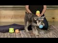 Видео о товаре Toppl Treat, игрушка под лакомства, игрушка для собак / West Paw (США)