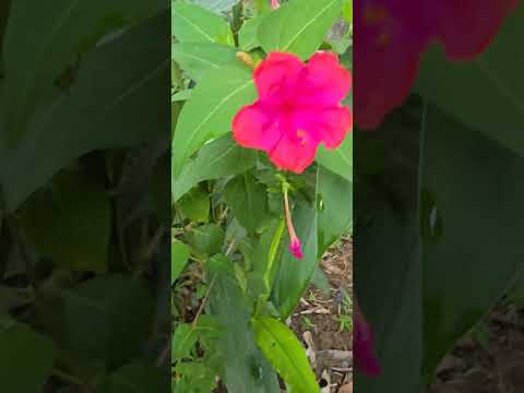 Nature-294 Ranjani, Marvel of Peru, Godhuli Gopal, Gulabakshi, Naalumani, Sandhyamaloti, Sanjhaa