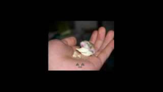 Sea of Treachery- The First Eulogy/Purging of the Wicked