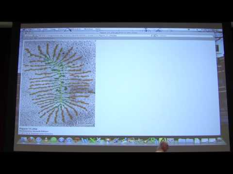 #17 Biochemistry Carbohydrates II Lecture for Kevin Ahern's BB 450/550