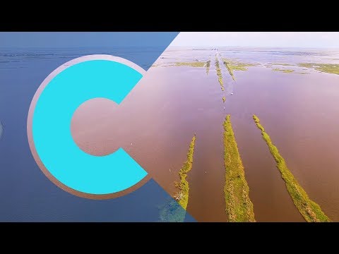 Bayou in Peril: Climate Change Ravages Louisiana's Ecosystem
