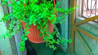 How to Make Creeper Jenny Hanging Pot in 4.5 Months