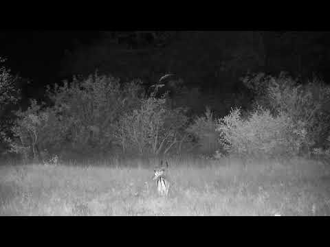 Djuma: Impala ram - 20:52 - 06/14/2022