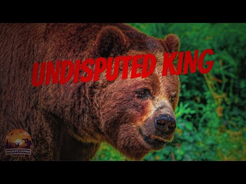 The Most Powerful Grizzly Bear: Unmasking The Boss of the Wild!
