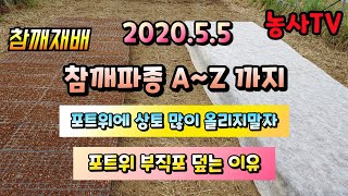 참깨재배, 참깨파종 진행 A~Z까지, 포토위에 상토를 많이 올리지 않는 이유, 포토위 부직포를 덮는 이유 […