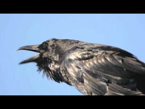 Common Raven Crowing