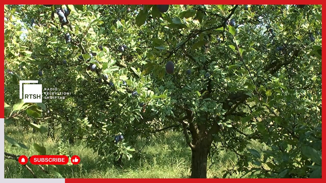 Bujqësia rigjeneruese – Në Korçë po përdoren më pak kimikate, produkt më i pastër